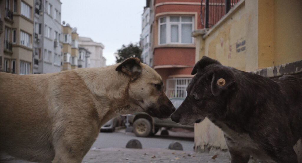 Elizabeth Lo's documentary on Istabul's stray dog population