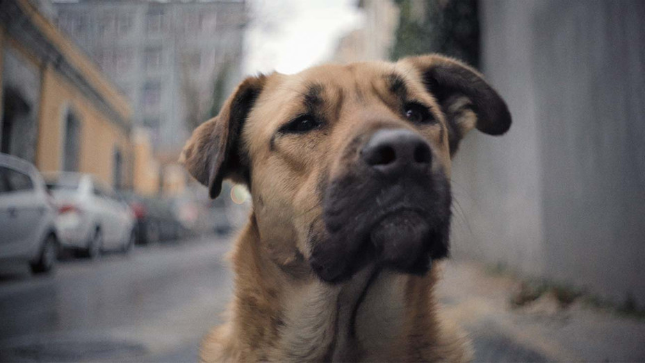 Dog on the streets of Istanbul, Turkey, in Elizabeth Lo's Stray 2020 documentary