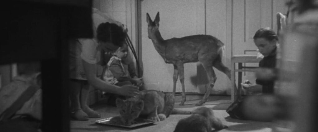 Of Animals and Men documentary lion cubs