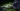 gorillas holding hands in documentary escape from extinction rewilding